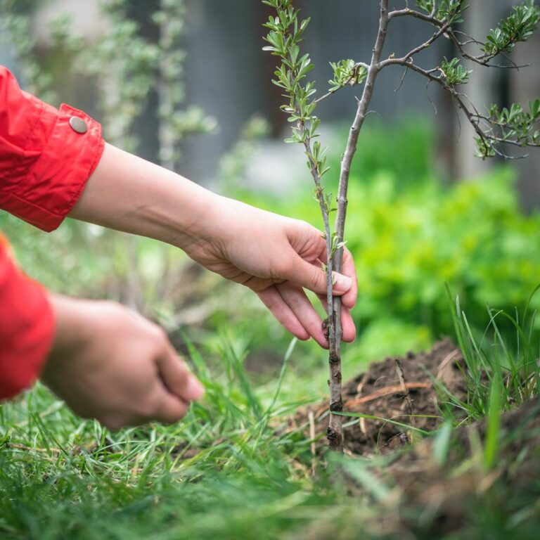 Image of white individual with red jacket sleeves holding a tree sapling ready to plant.